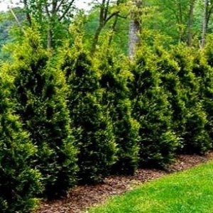 Tuja východná (Thuja orientalis) ´JUSTYNKA´ - výška 30-40 cm, kont. C5L